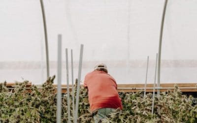 Growing Cannabis Best Practices