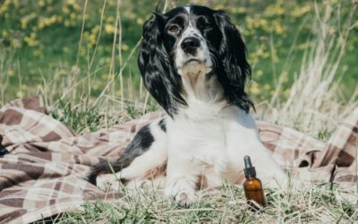 CBD Drops For Pets Bring Fast Relief