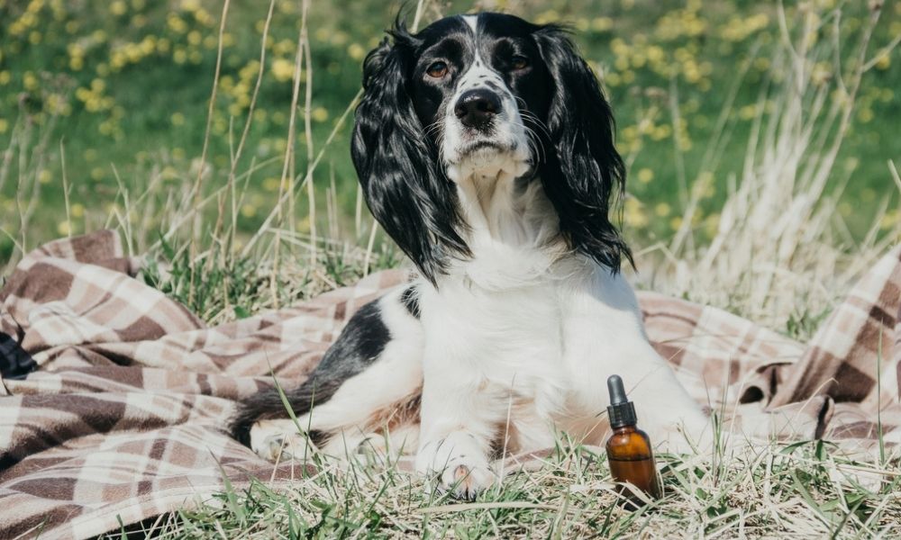 CBD Drops For Pets Bring Fast Relief